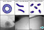 Fig. 2 – Cryo-TEM image for systems composed by molecules b) + c) Fig. 2 – Cryo-TEM image for systems composed by molecules b) + c)