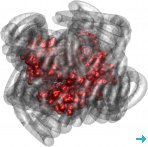 Myoglobin (red) exhibits biologically relevant dynamics, even when its hydration sphere is replaced by a polymer surfactant corona (grey) (courtesy of the authors) Myoglobin (red) exhibits biologically relevant dynamics, even when its hydration sphere is replaced by a polymer surfactant corona (grey) (courtesy of the authors)
